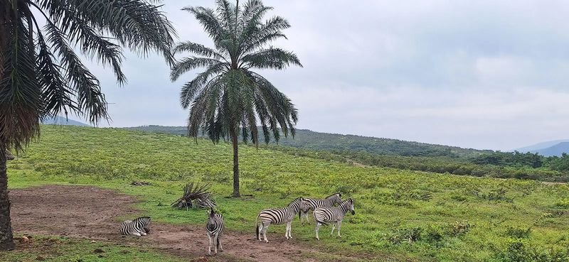 Zebras grazing under palm trees in the Congo