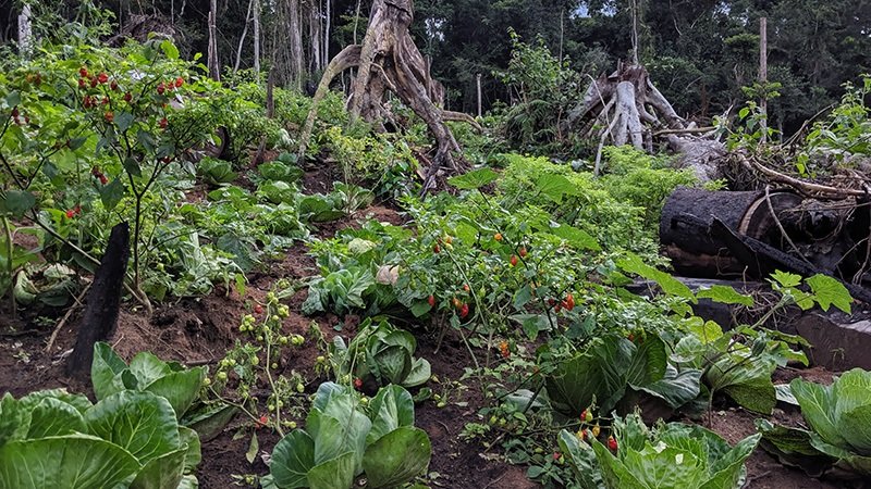 Pourquoi investir dans l'agriculture en Afrique ?